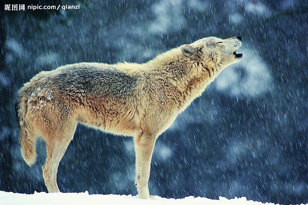 lupo tapete,tierwelt,canis lupus tundrarum,wolf,landtier,roter wolf