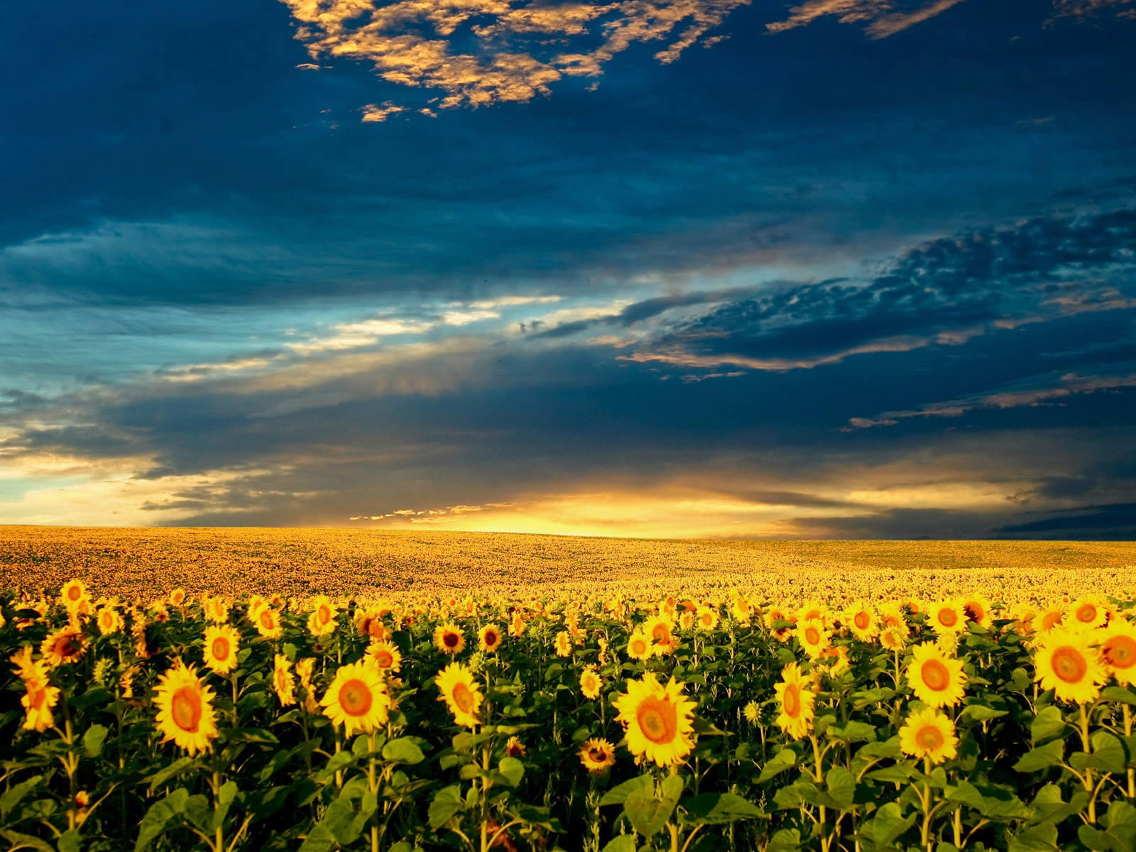 fond d'écran nature 1600x1200,ciel,tournesol,la nature,champ,fleur