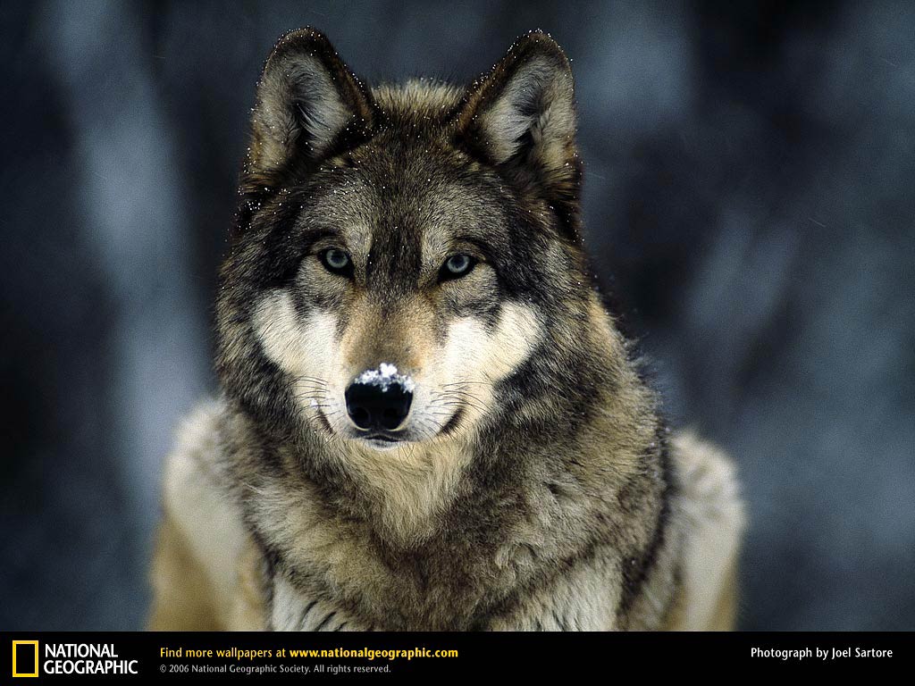 fondo de pantalla de lupo,lobo,fauna silvestre,canis lupus tundrarum,naturaleza,perro lobo saarloos