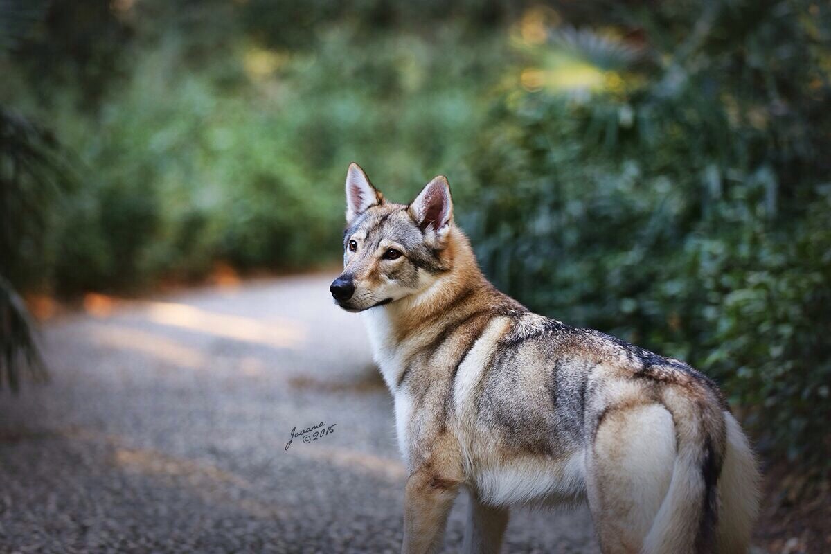 fond d'écran lupo,chien loup tchécoslovaque,chien loup saarloos,loup chien,faune,chien