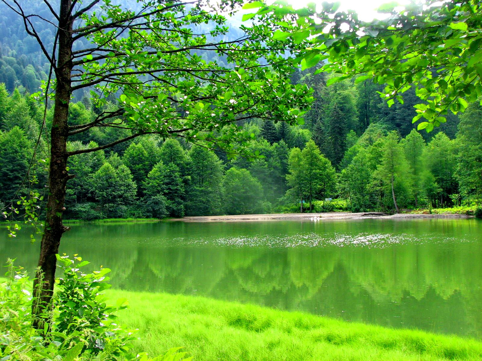 fondos de pantalla naturaleza 1600x1200,paisaje natural,naturaleza,verde,recursos hídricos,árbol