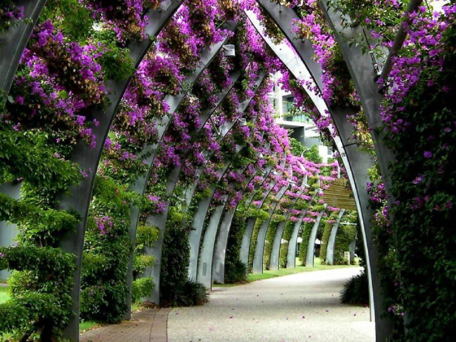 fondos de pantalla naturaleza 1600x1200,planta,flor,lavanda,púrpura,árbol