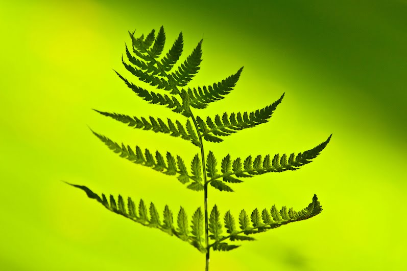 gulab ka phool wallpaper hd,leaf,green,plant,vascular plant,fern