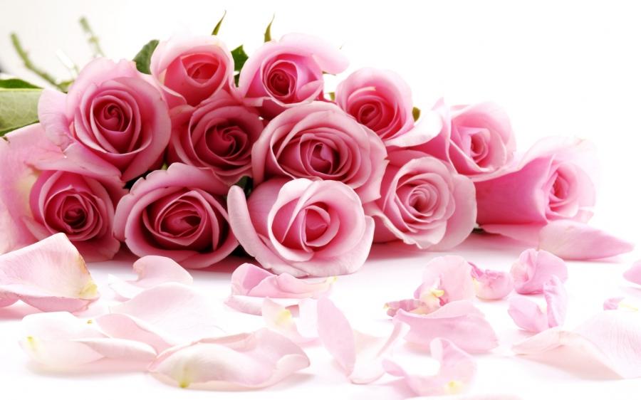 굴랩 카 풀 벽지 hd,정원 장미,분홍,장미,꽃,꽃잎