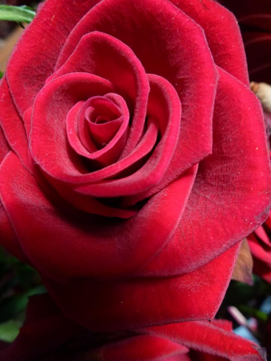 gulab ka phool wallpaper hd,flower,flowering plant,garden roses,rose