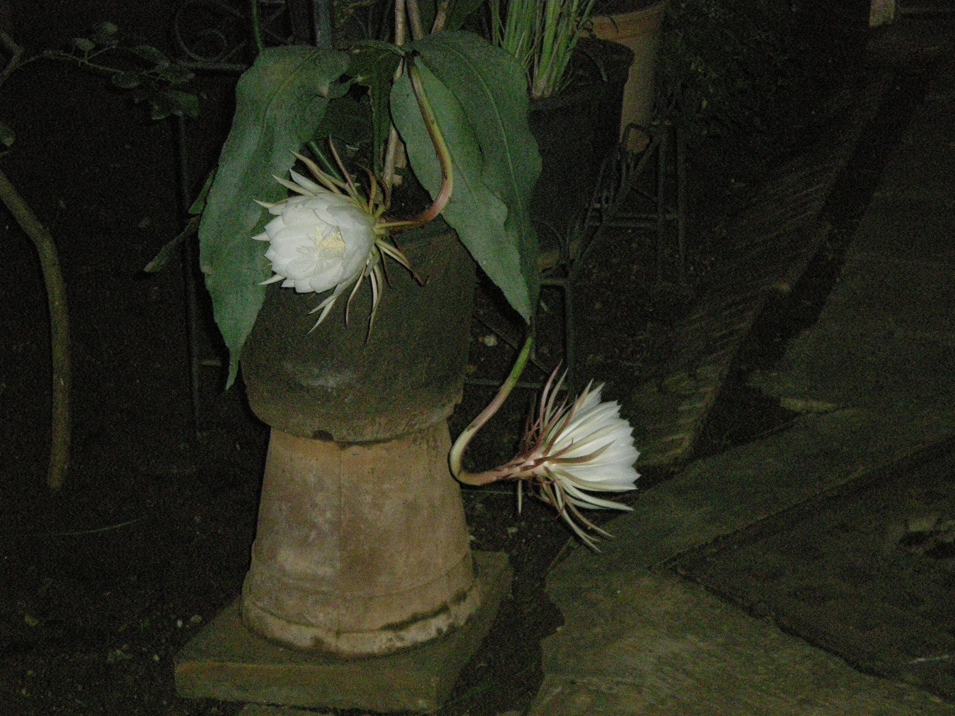 gulab ka phool fond d'écran hd,fleur,plante,tuyau de dutchmans,cactus,plante à fleurs
