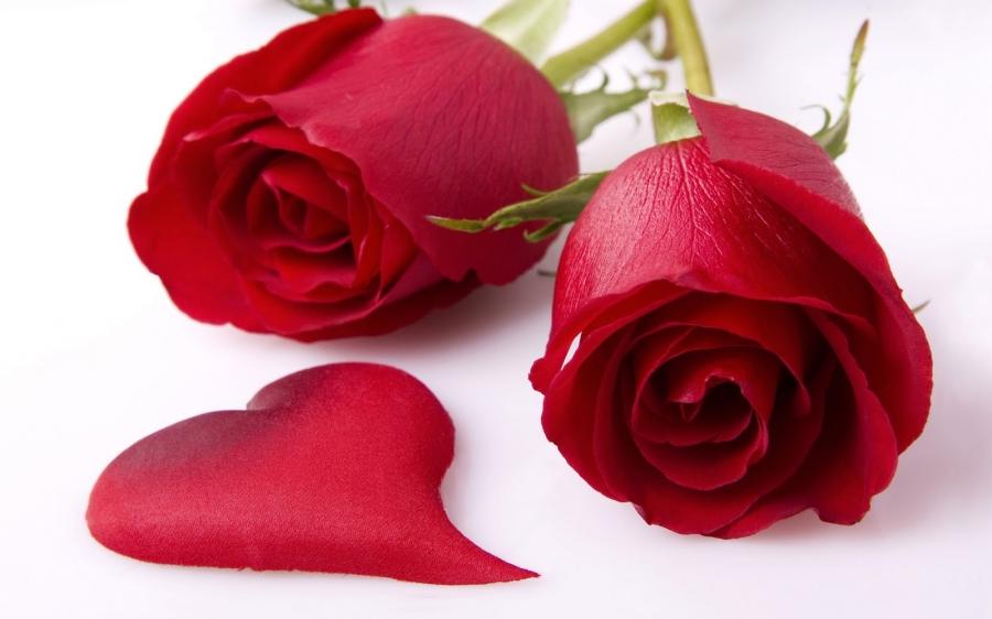 gulab ka phool fond d'écran hd,rouge,roses de jardin,rose,fleur,pétale
