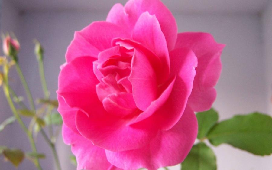 gulab ka phool tapete hd,blume,blühende pflanze,blütenblatt,rosa,rose