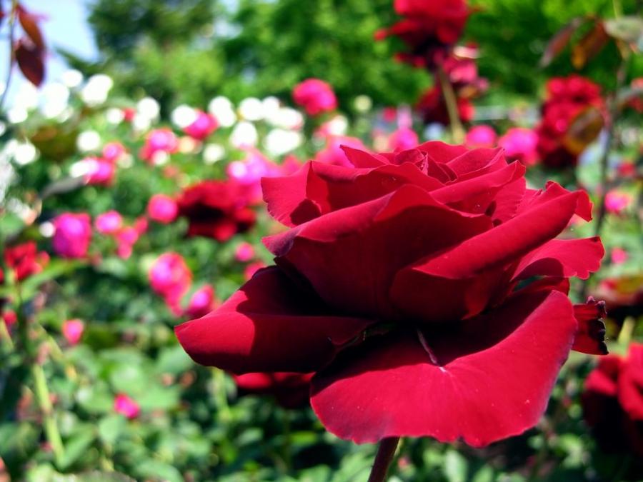 gulab ka phool fondos de pantalla hd,flor,planta floreciendo,pétalo,rosas de jardín,planta