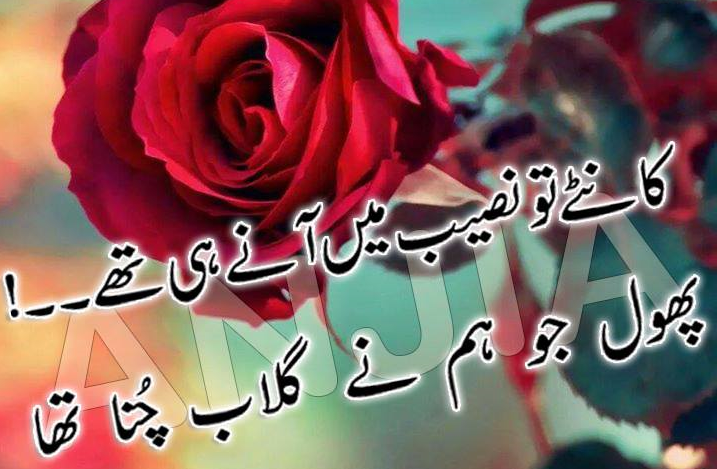 gulab ka phool wallpaper hd,text,rose,font,rose family,garden roses