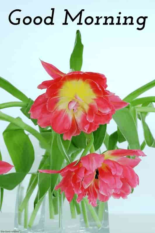 gd mng wallpaper,flower,flowering plant,plant,petal,cut flowers