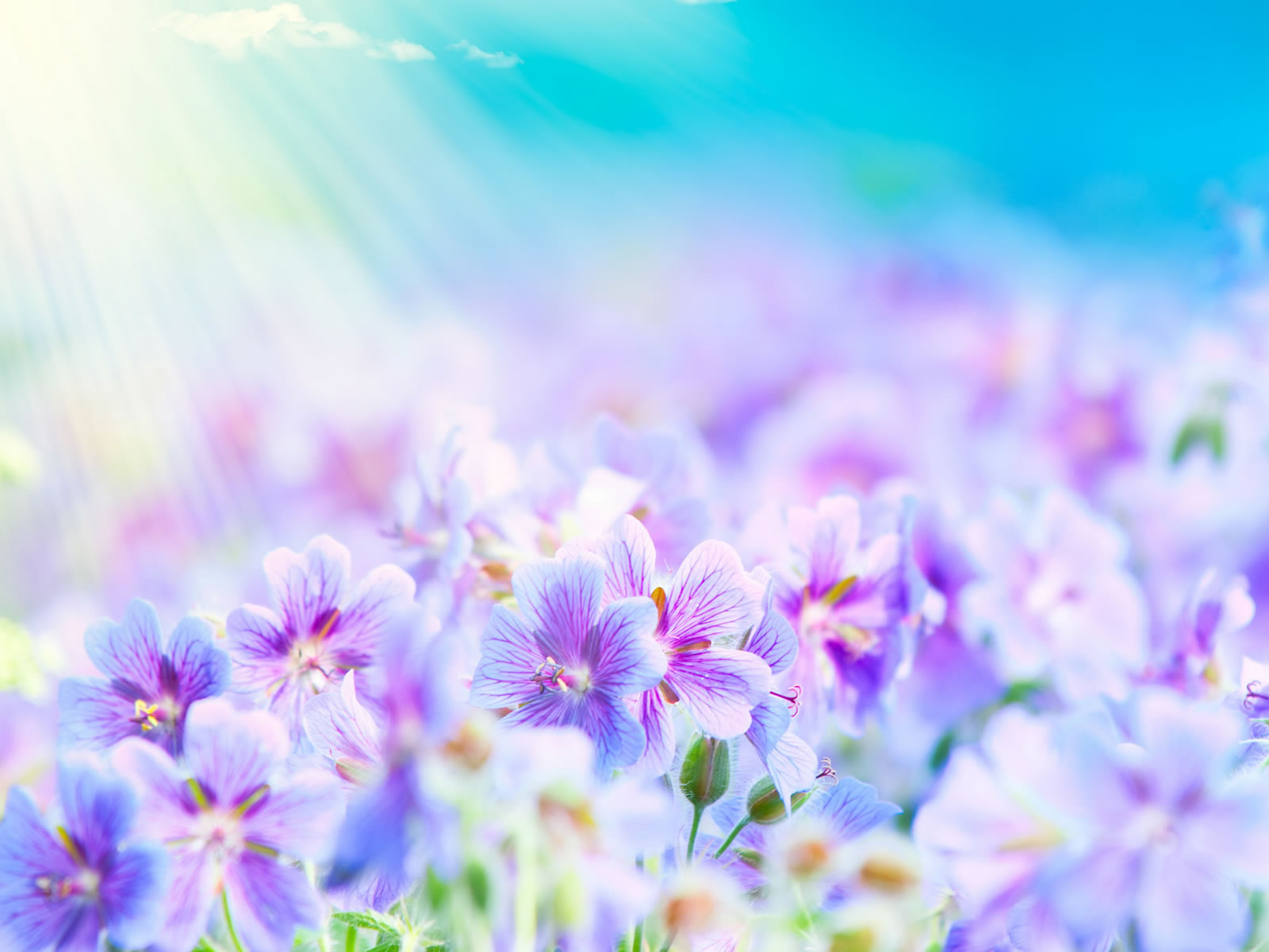 壁紙de ni as,紫の,ラベンダー,バイオレット,花,自然
