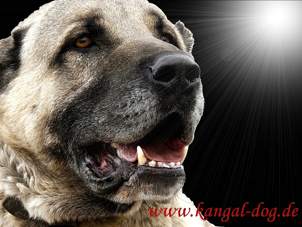 kangal wallpaper,dog,mammal,vertebrate,canidae,dog breed