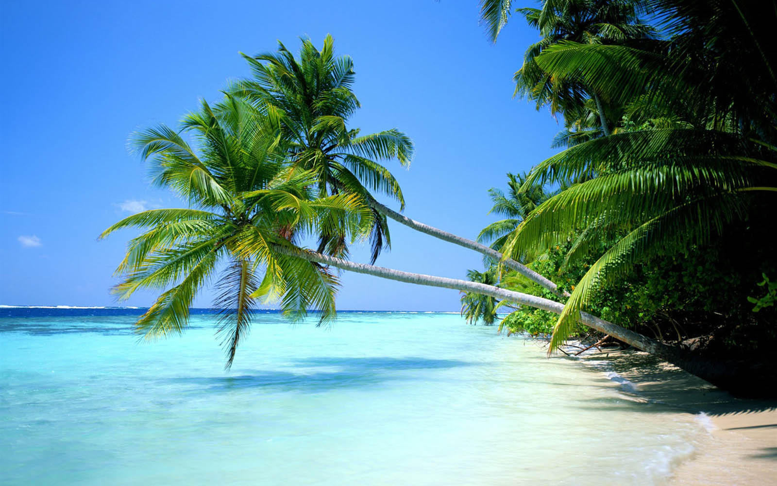 albero di cocco wallpaper hd,natura,albero,paesaggio naturale,caraibico,palma