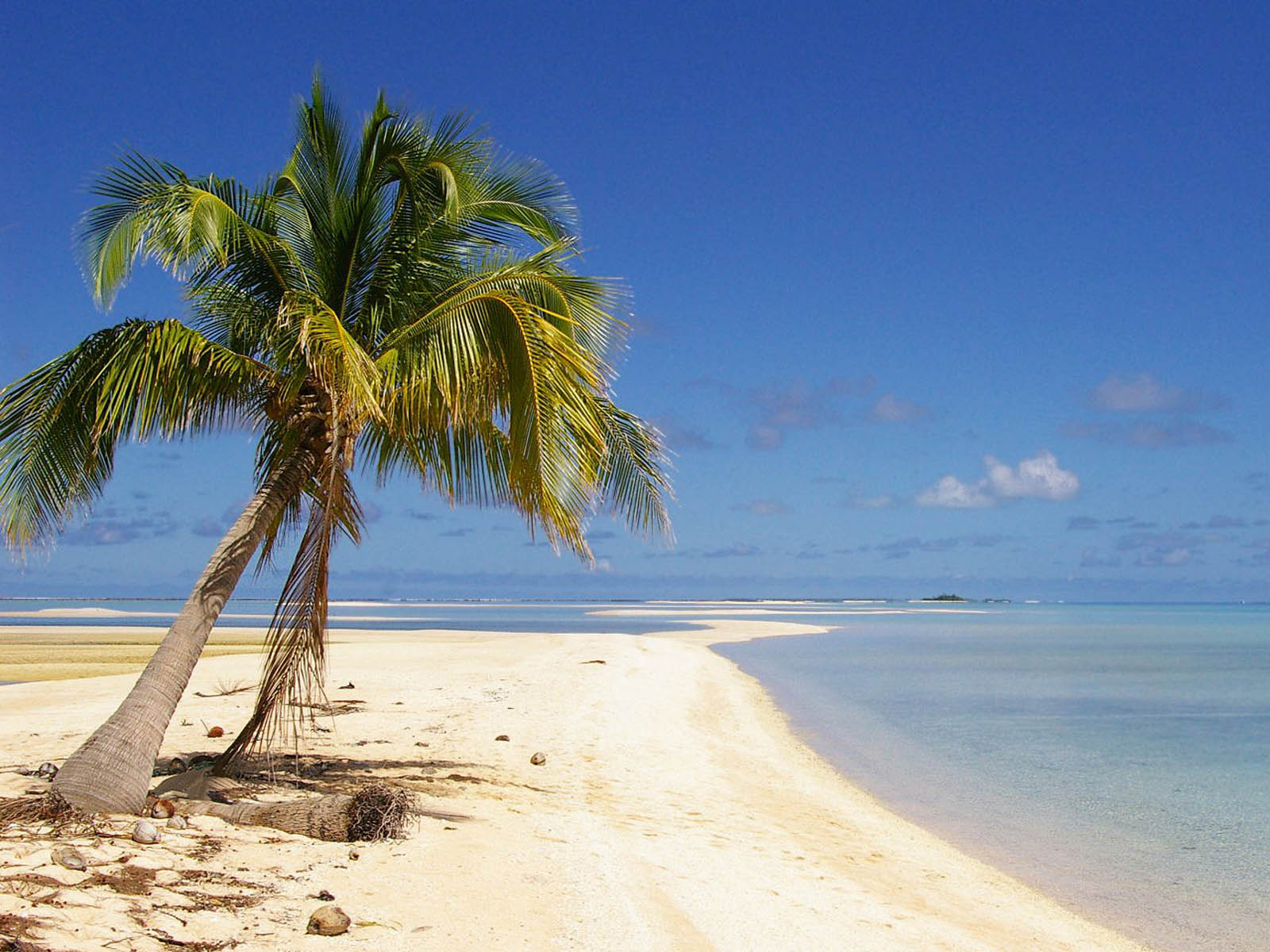 fondo de pantalla de árbol de coco hd,árbol,naturaleza,palmera,caribe,cielo