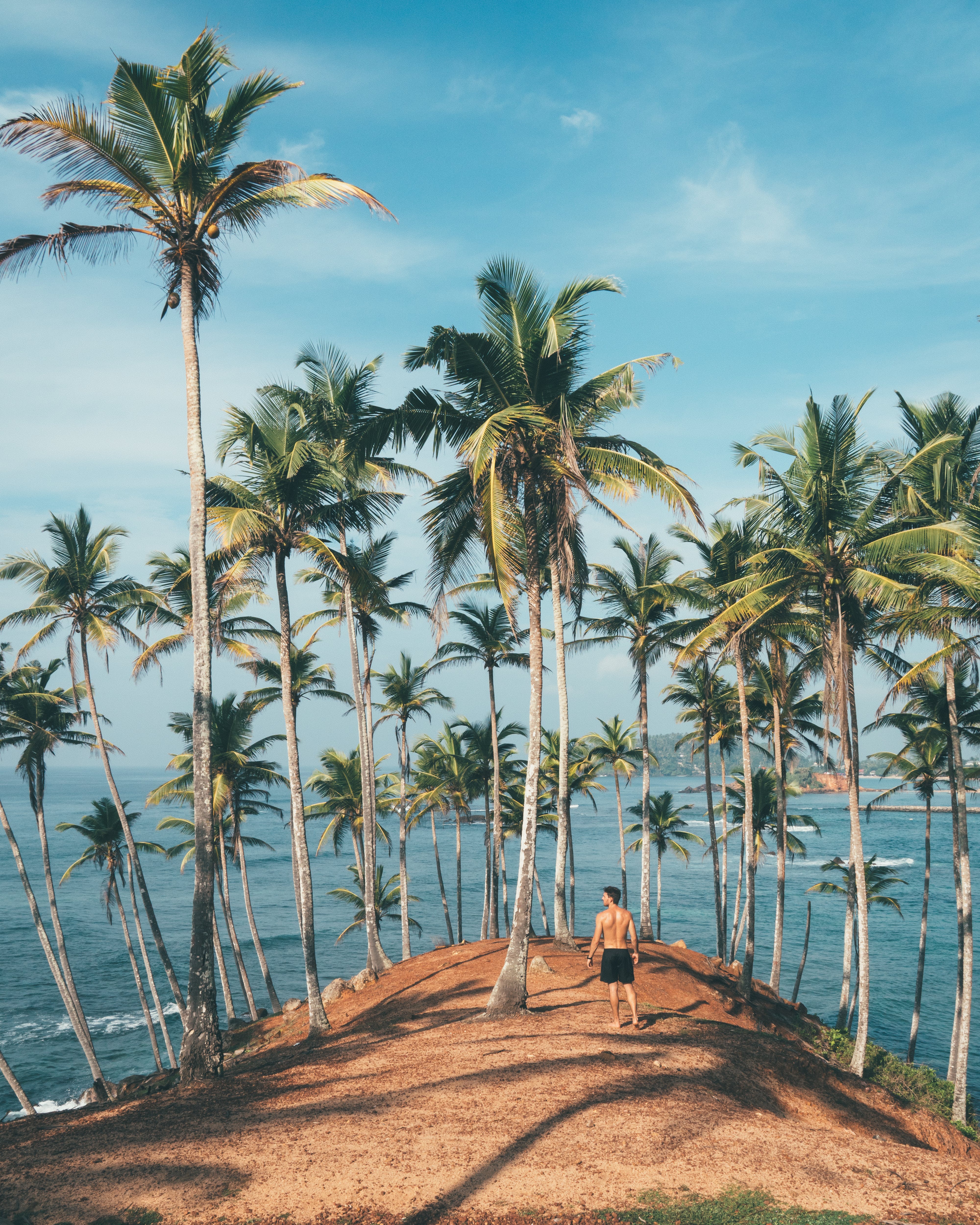 coconut tree wallpaper hd,tree,palm tree,date palm,arecales,attalea speciosa