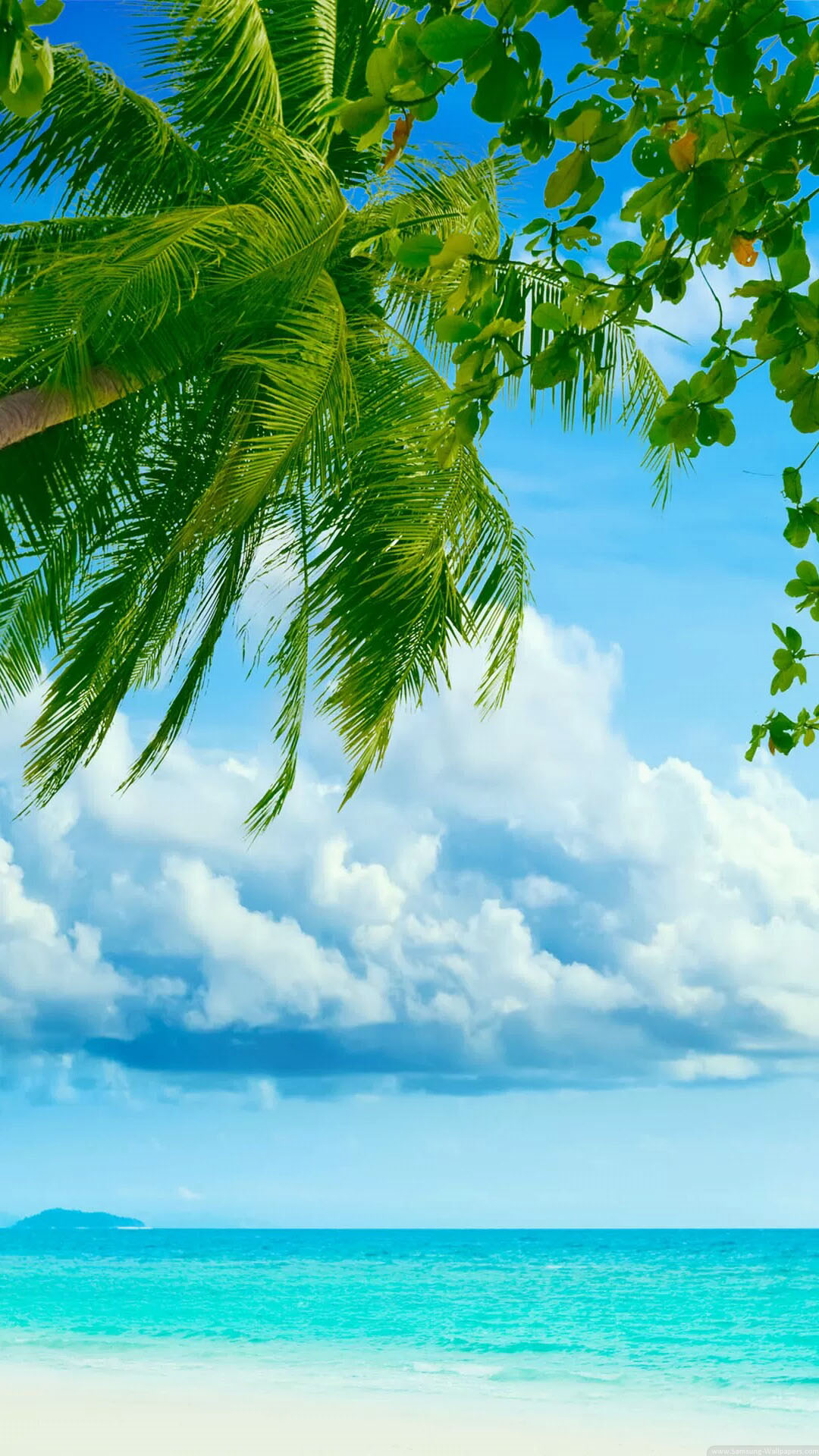 albero di cocco wallpaper hd,cielo,natura,paesaggio naturale,giorno,verde