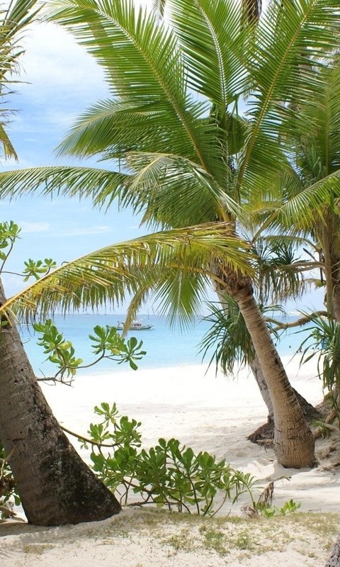 코코넛 나무 벽지 hd,나무,야자수,아탈 레타 종,카리브해,식물