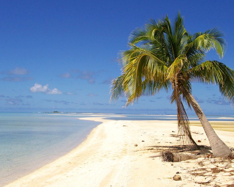 albero di cocco wallpaper hd,albero,natura,palma,caraibico,spiaggia