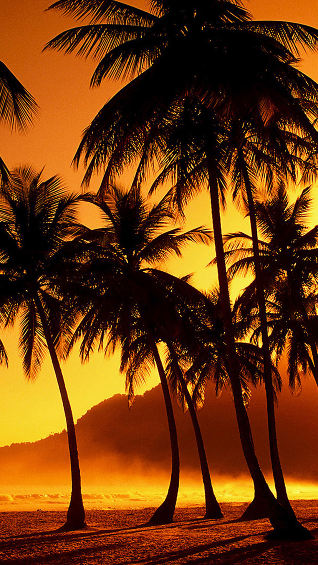 albero di cocco wallpaper hd,albero,natura,cielo,palma,tramonto