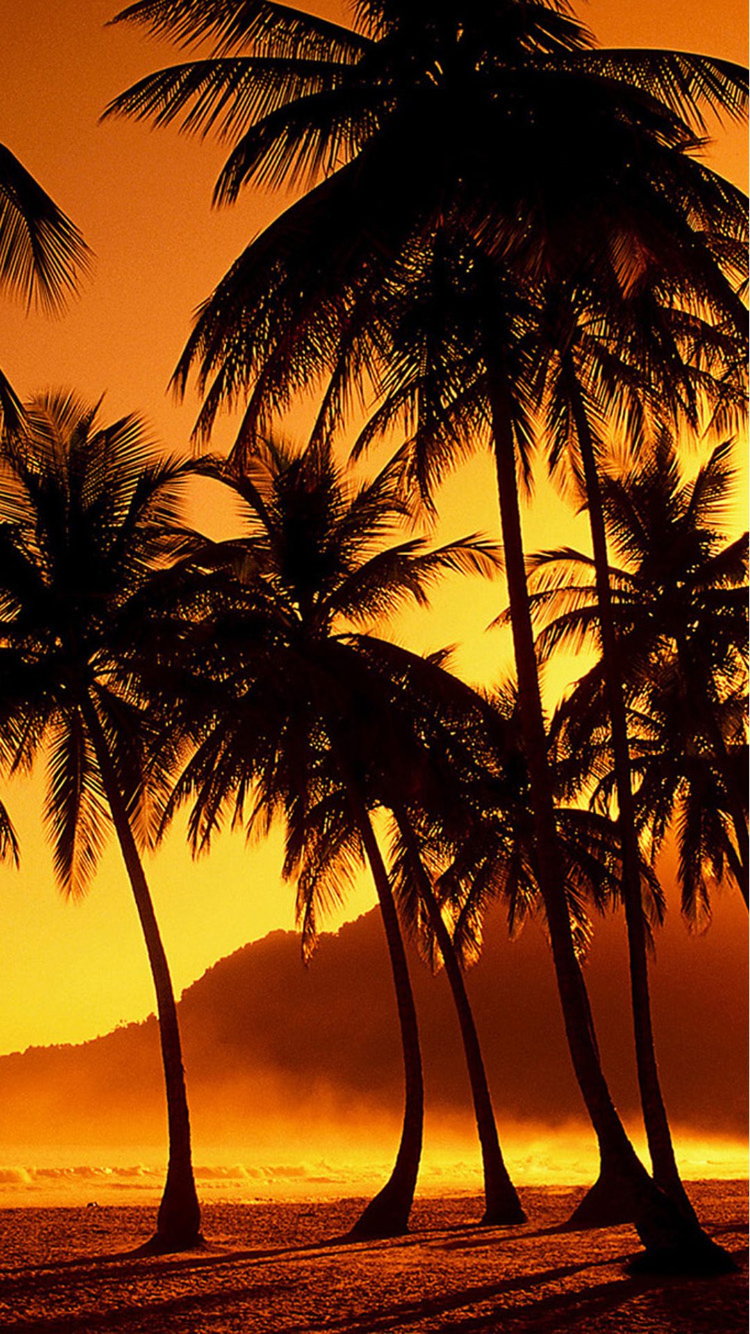 coconut tree wallpaper hd,tree,nature,sky,palm tree,arecales