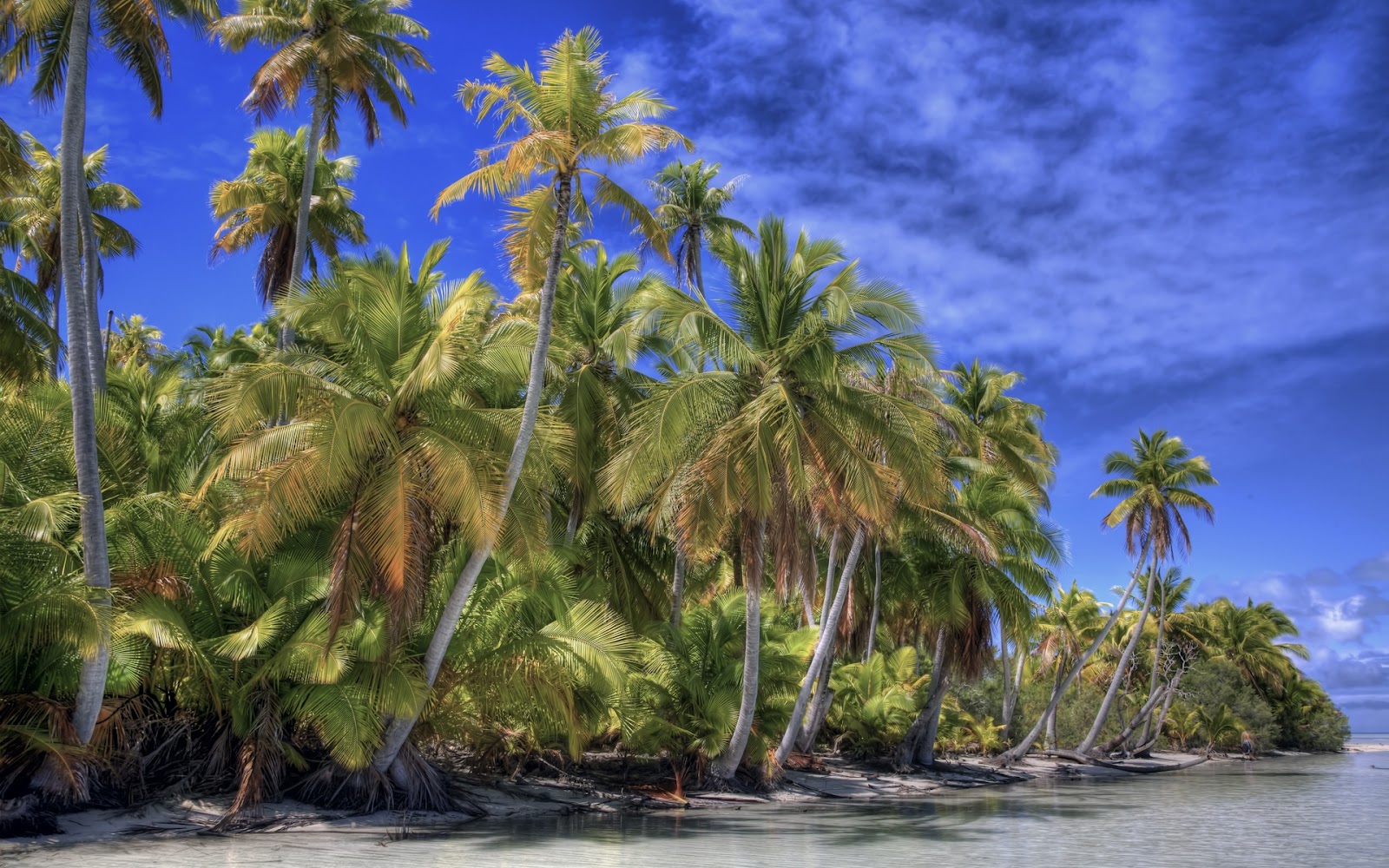 albero di cocco wallpaper hd,albero,natura,palma,cielo,paesaggio naturale