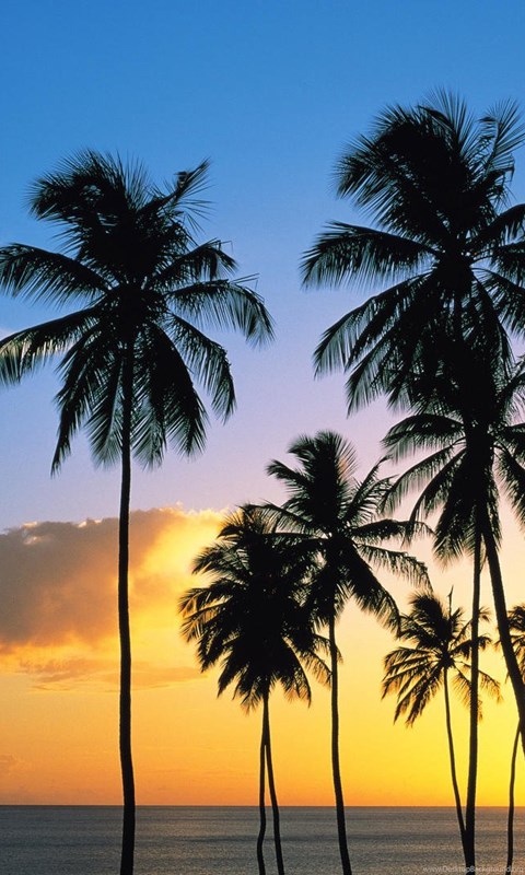 albero di cocco wallpaper hd,albero,cielo,natura,palma,pianta legnosa