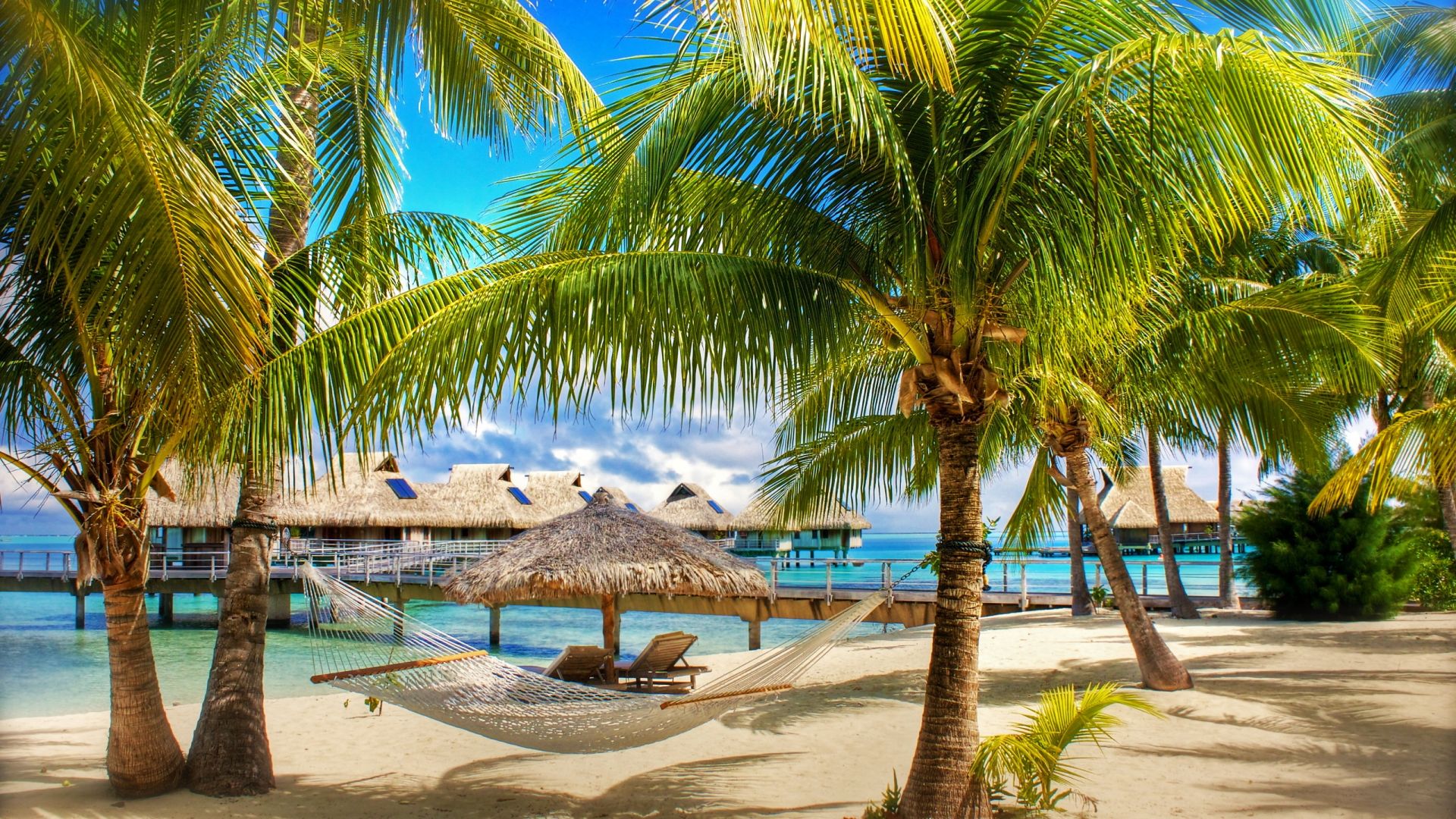 albero di cocco wallpaper hd,albero,palma,vacanza,caraibico,paesaggio naturale