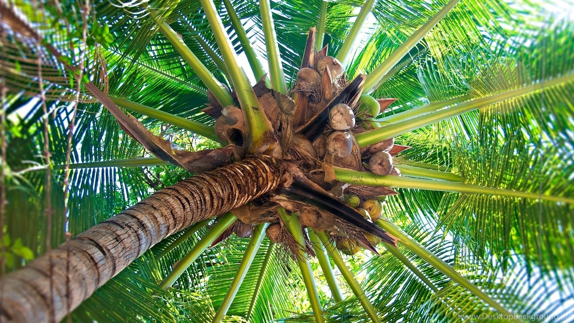 coconut tree wallpaper hd,tree,palm tree,terrestrial plant,plant,coconut