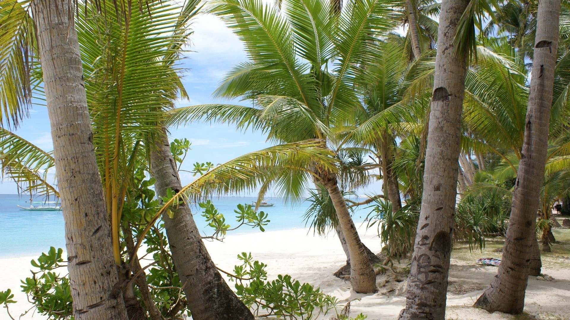 coconut tree wallpaper hd,tree,palm tree,vegetation,arecales,elaeis
