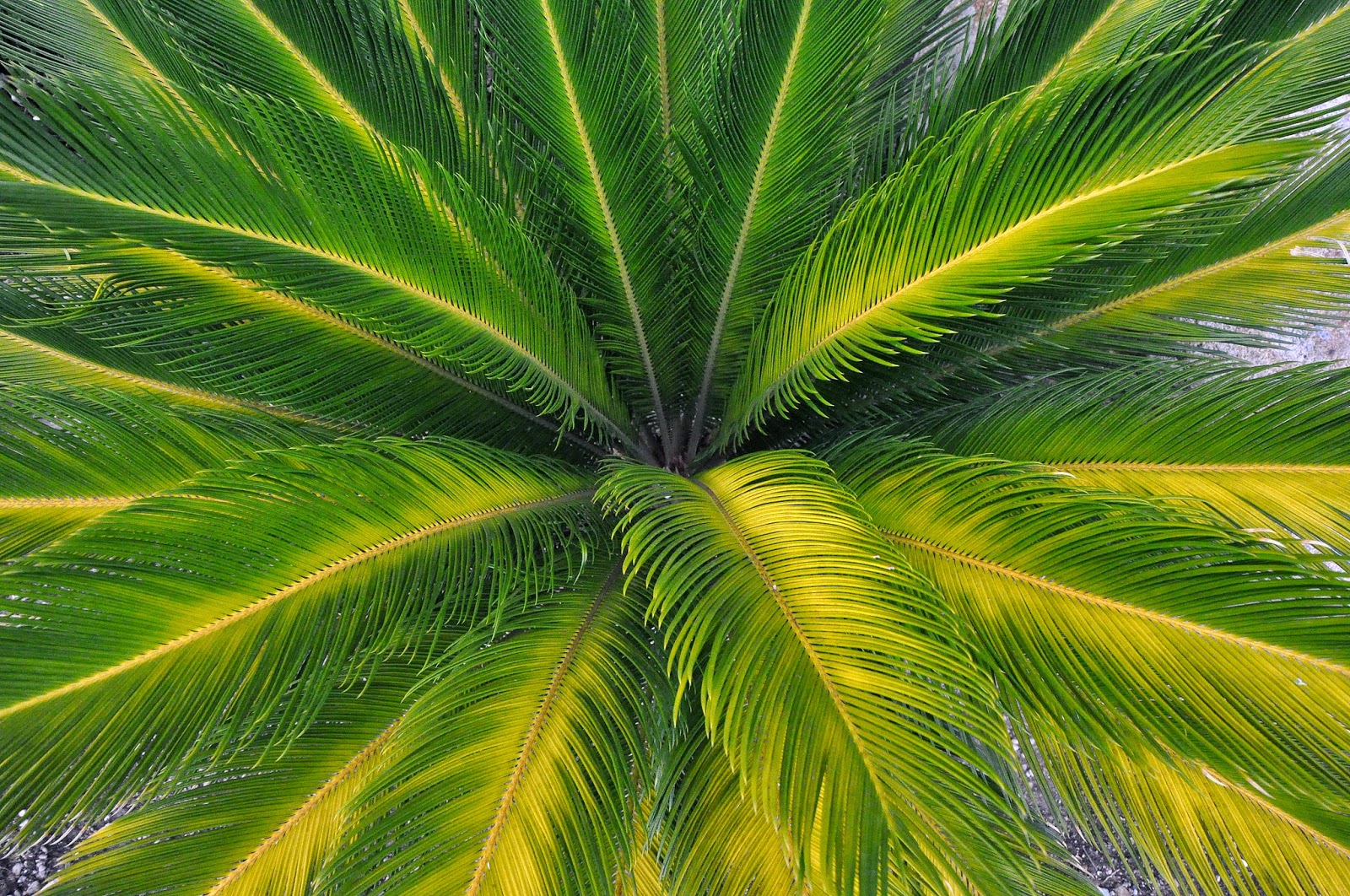 fond d'écran de noix de coco hd,vert,la nature,feuille,arbre,palmier