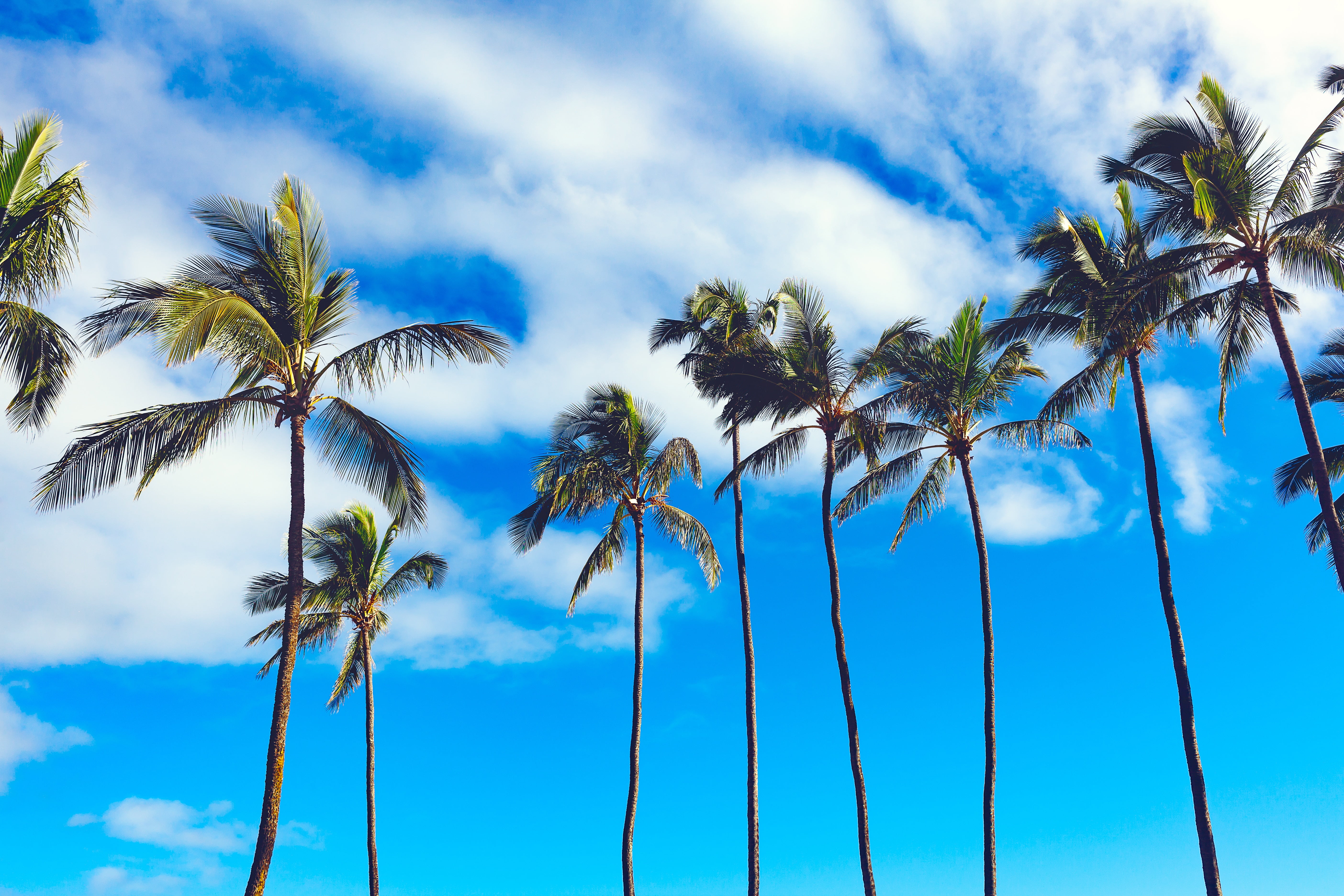 fond d'écran de noix de coco hd,ciel,arbre,la nature,palmier,jour
