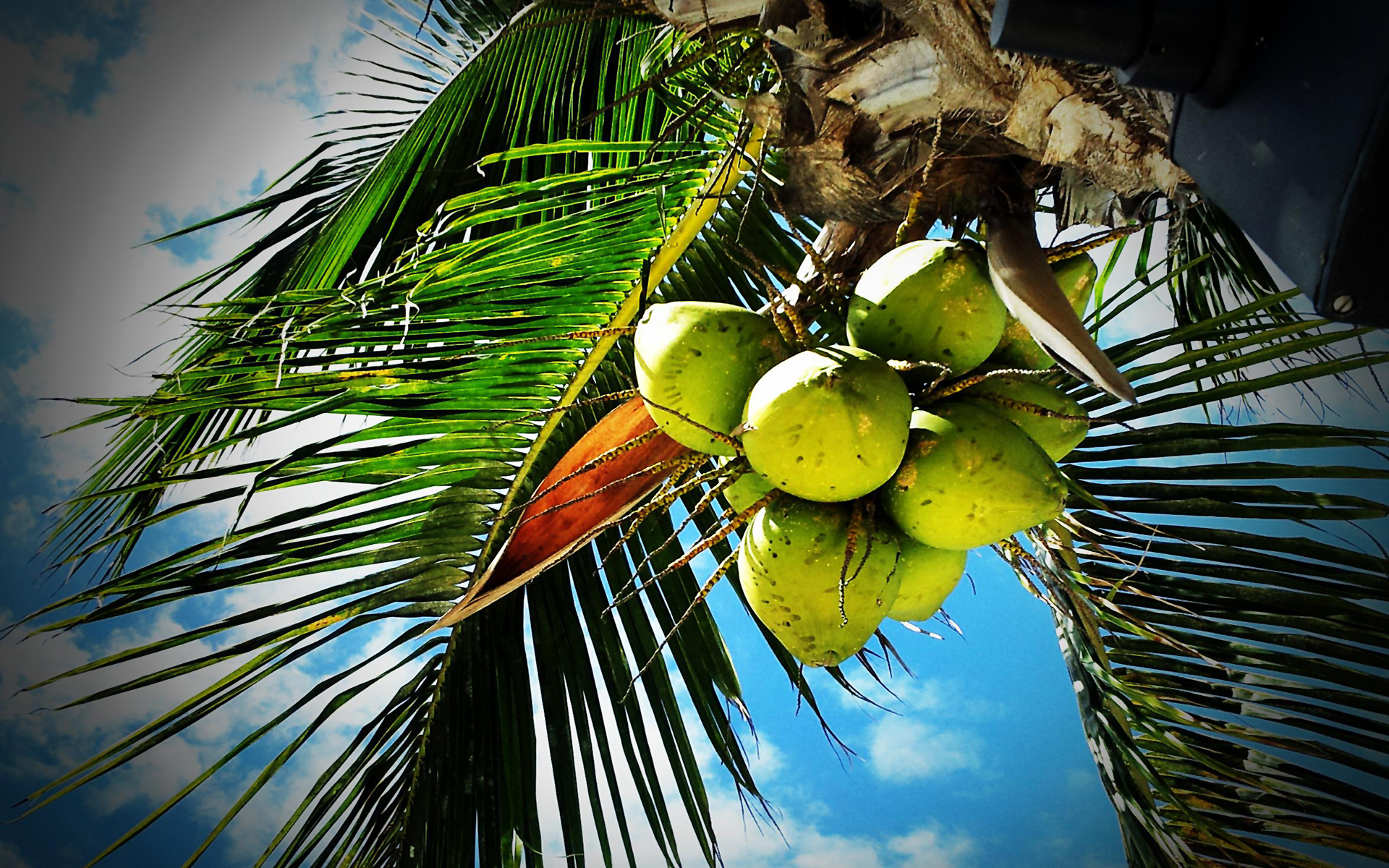 fondo de pantalla de árbol de coco hd,árbol,palmera,planta,hoja,planta leñosa