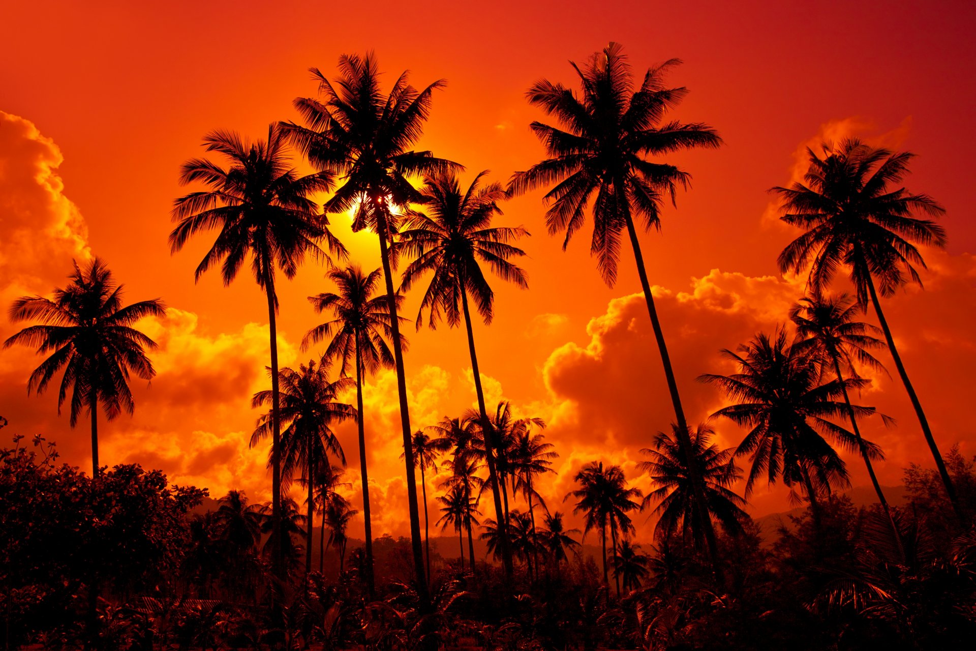 kokosnussbaum tapete hd,himmel,baum,natur,palme,sonnenuntergang