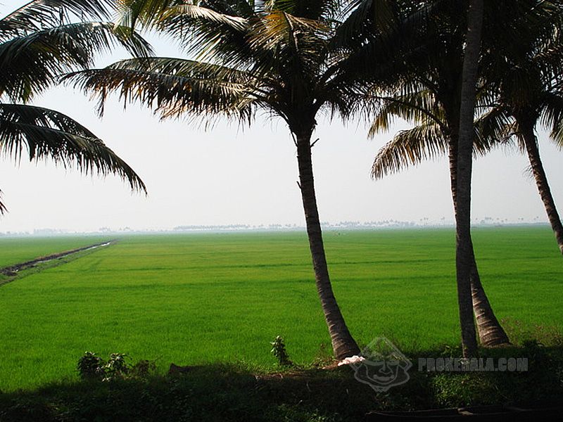 fondo de pantalla de árbol de coco hd,árbol,naturaleza,palmera,attalea speciosa,paisaje natural