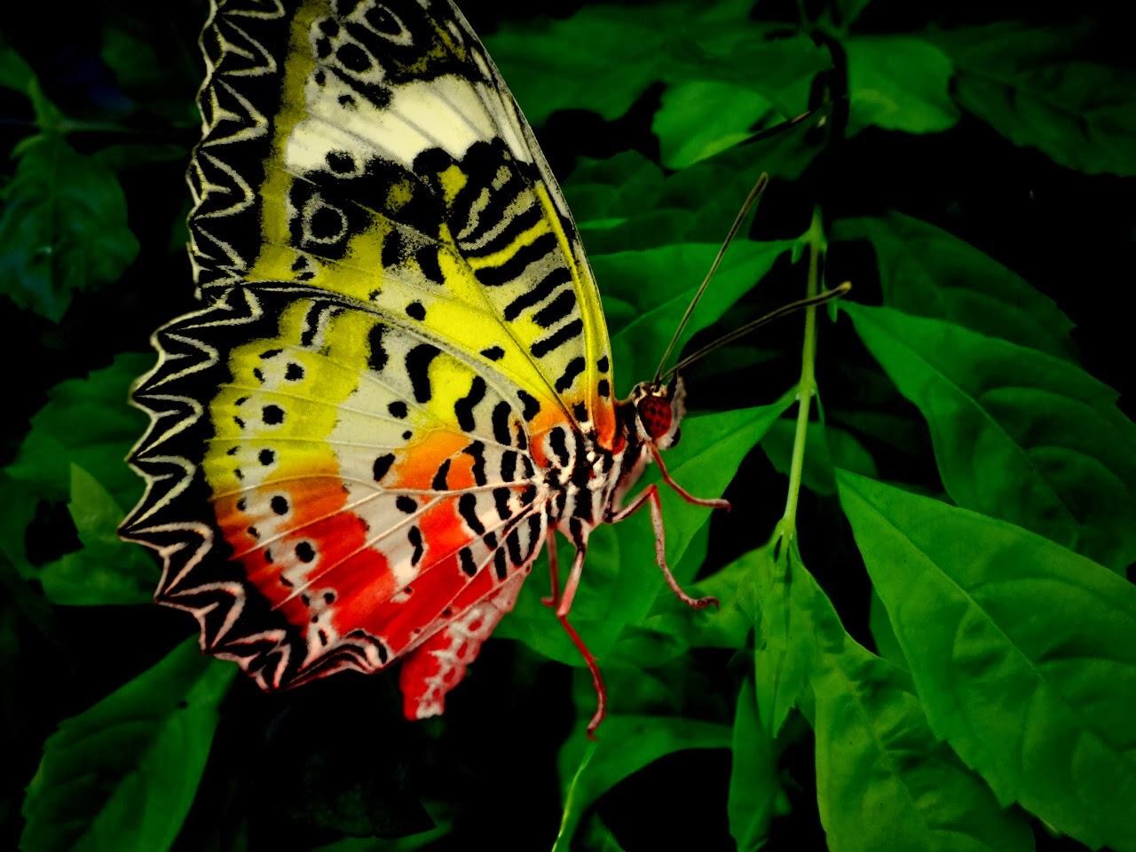 ishani ranveer hd fond d'écran télécharger,papillons et papillons,papillon,sous genre de cynthia,insecte,invertébré