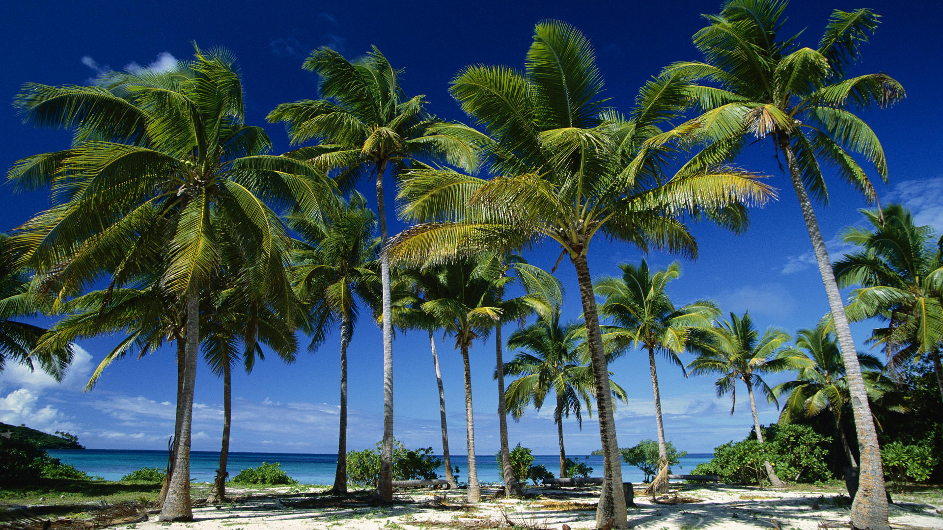 코코넛 나무 벽지 hd,나무,자연,야자수,하늘,카리브해