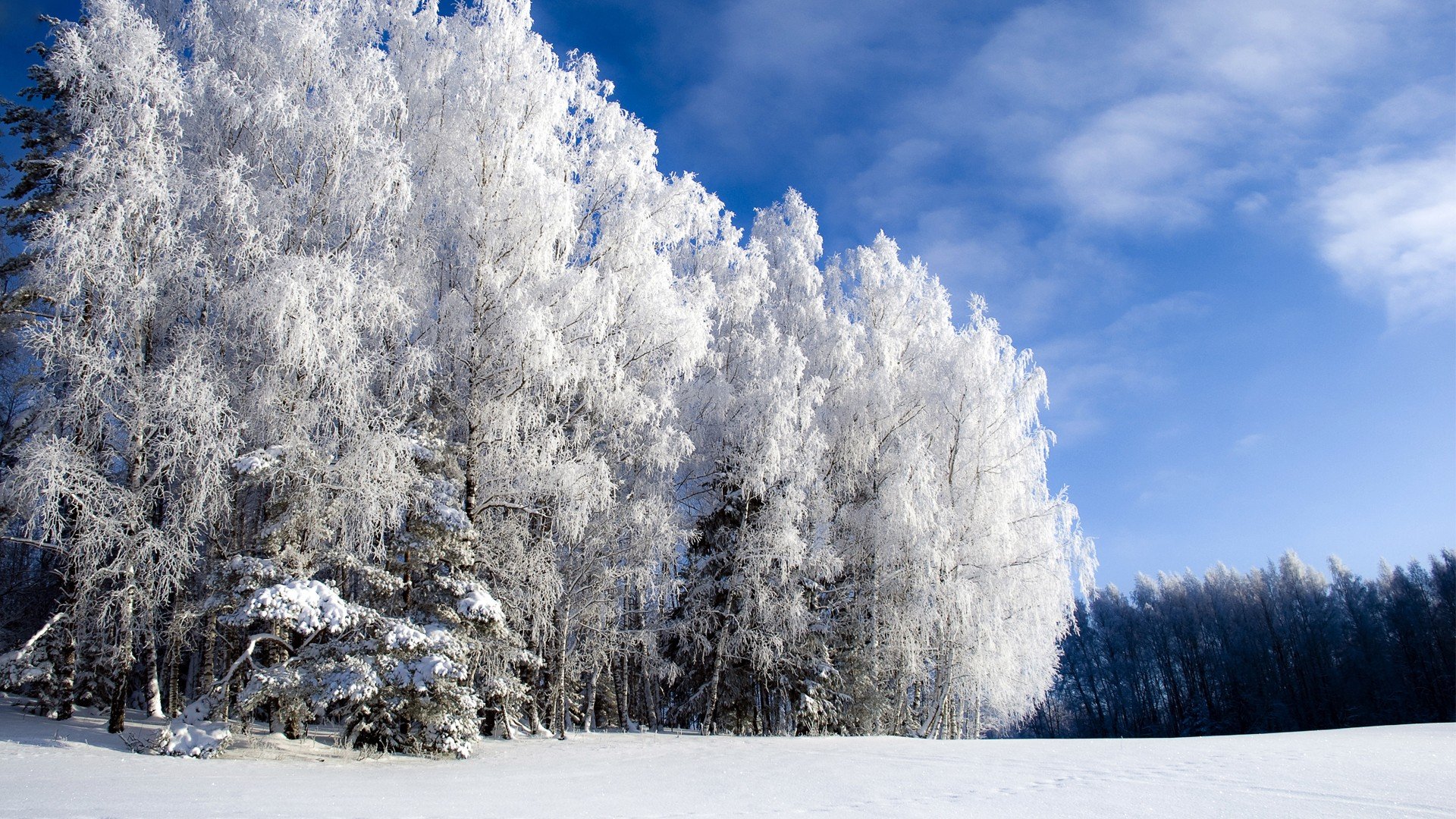 挑戦的なスターダルシャン壁紙,雪,冬,空,木,霜