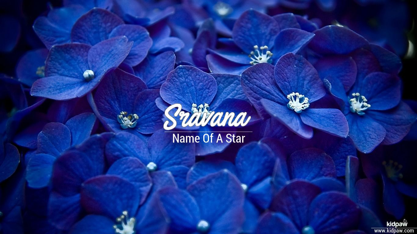 sravani名前壁紙,青い,コバルトブルー,花,花弁,工場