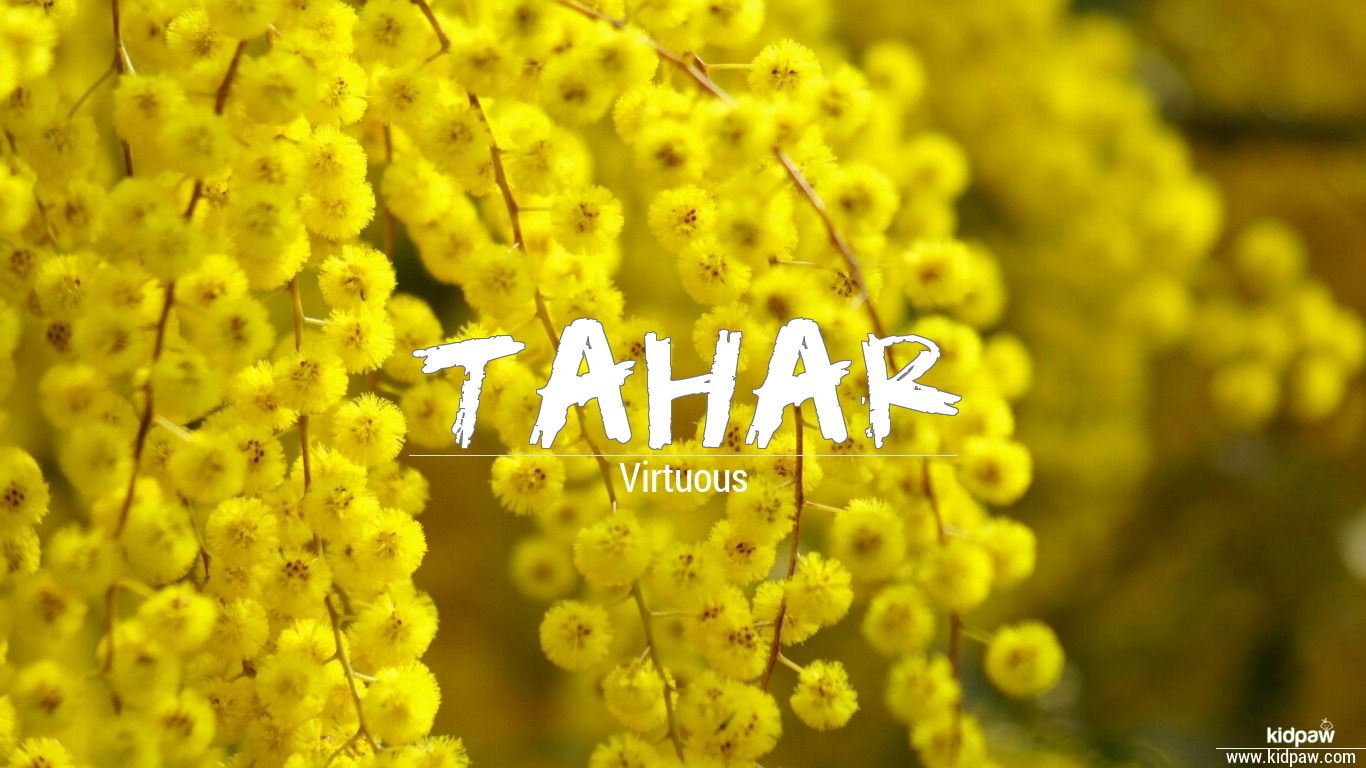 암 마르 이름 바탕 화면,노랑,꽃,식물,매크로 사진,함수초