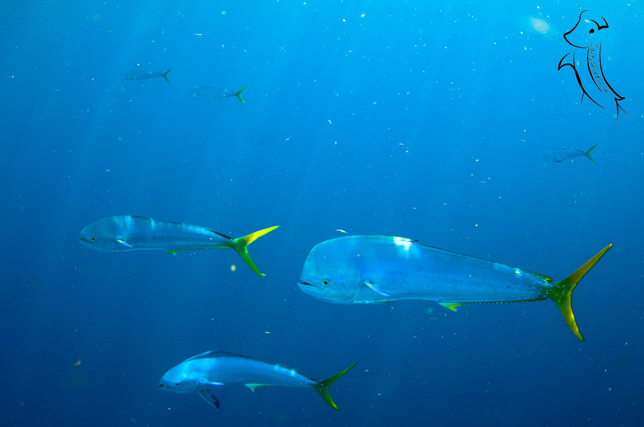 mahi wallpaper,underwater,fish,marine biology,fish,fin