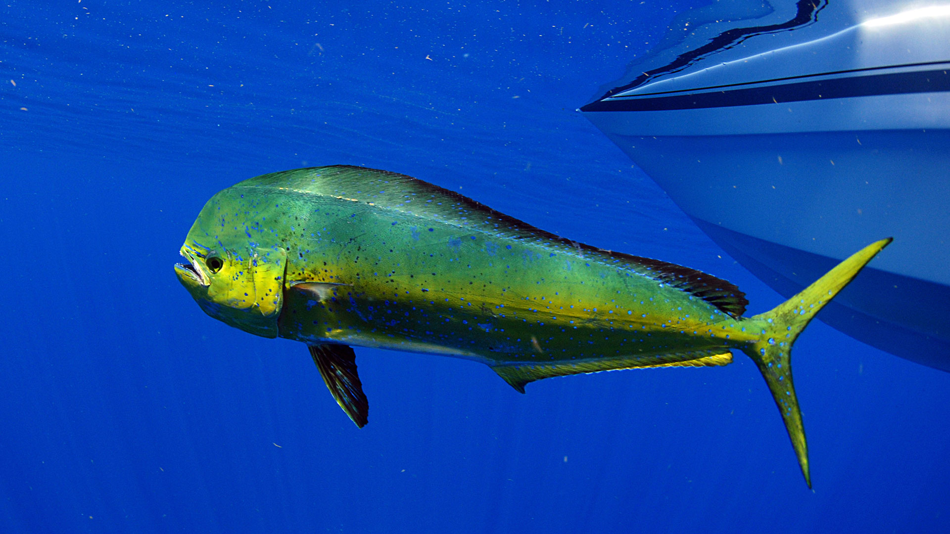 mahi wallpaper,fish,mahi mahi,marine biology,fin,fish