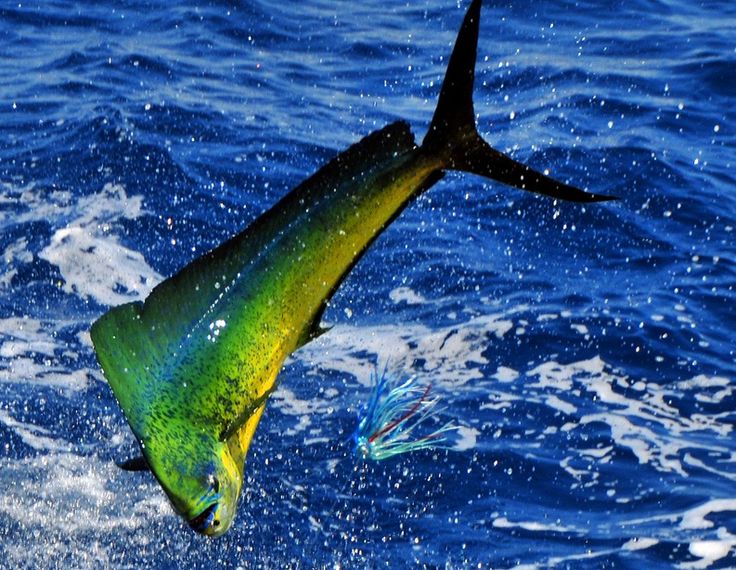 carta da parati mahi,mahi mahi,marlin blu atlantico,pesce,pesce,biologia marina