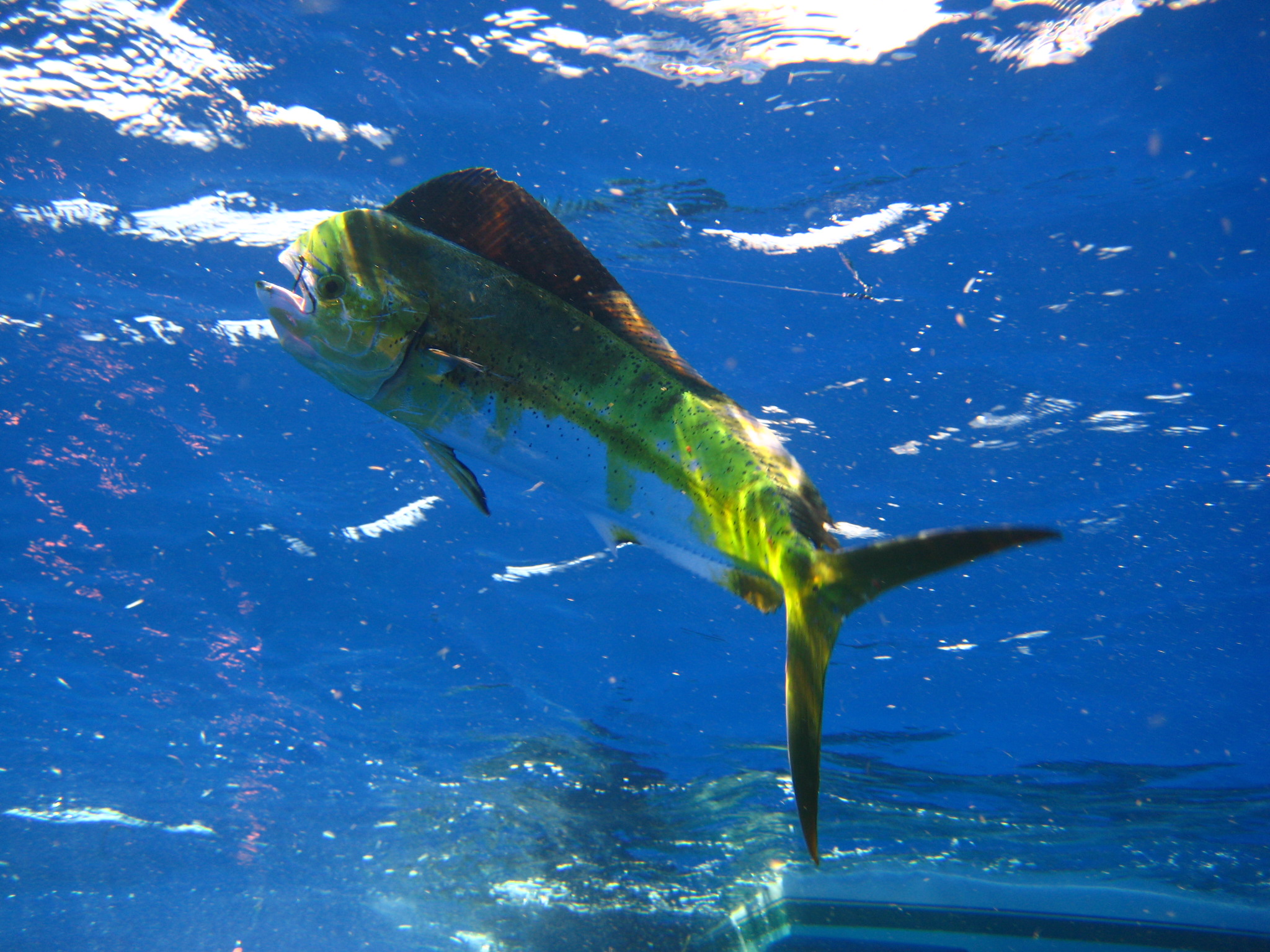 mahi wallpaper,mahi mahi,fish,fin,fish,marine biology