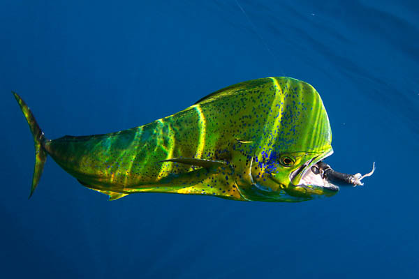 mahi wallpaper,mahi mahi,verde,submarino,biología marina,pez