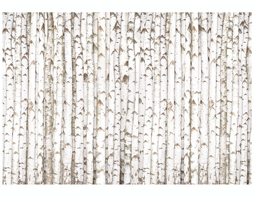 白樺の木の壁紙,木,ベージュ,ライン,カヌーバーチ,トランク