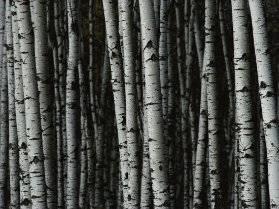 birch wood wallpaper,tree,trunk,red pine,woody plant,wood