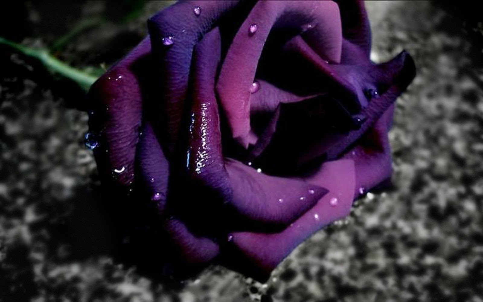 lila rose tapete hd,violett,lila,blütenblatt,natur,gartenrosen
