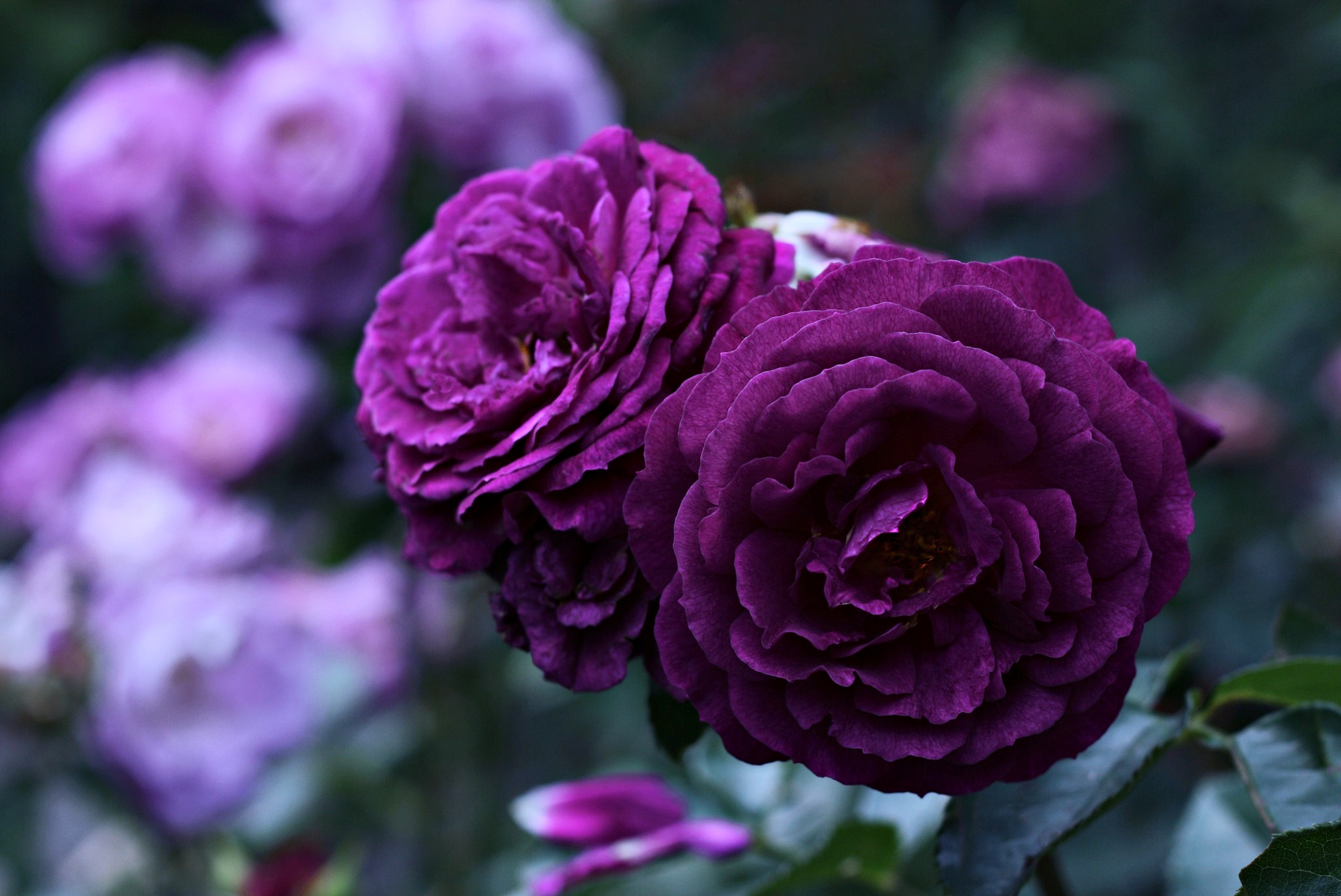 紫のバラの壁紙のhd,花,開花植物,工場,花弁,紫の