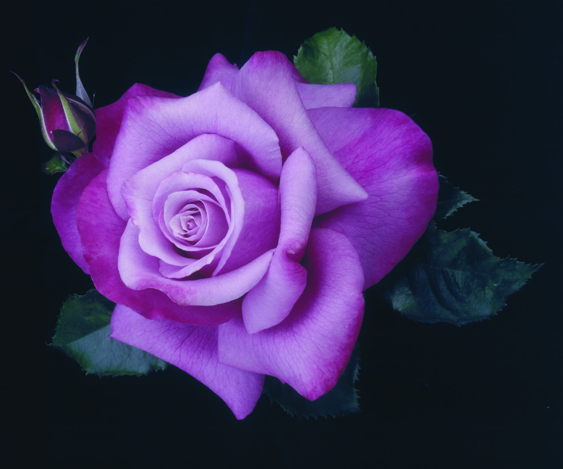 rosa viola wallpaper hd,fiore,pianta fiorita,rose da giardino,rosa,petalo
